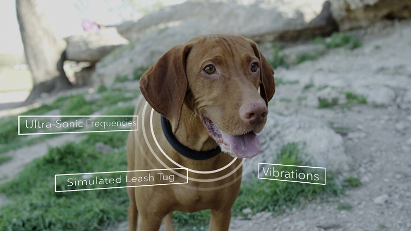The DogTelligent Connected Collar™ Helps Dogs Live Happier, Healthier Lives