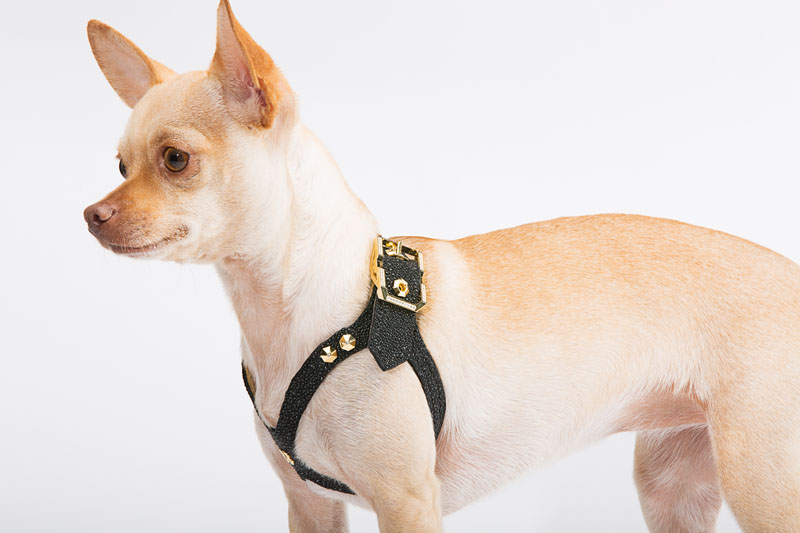 Brikk Launches Gold and Diamond Dog Harness