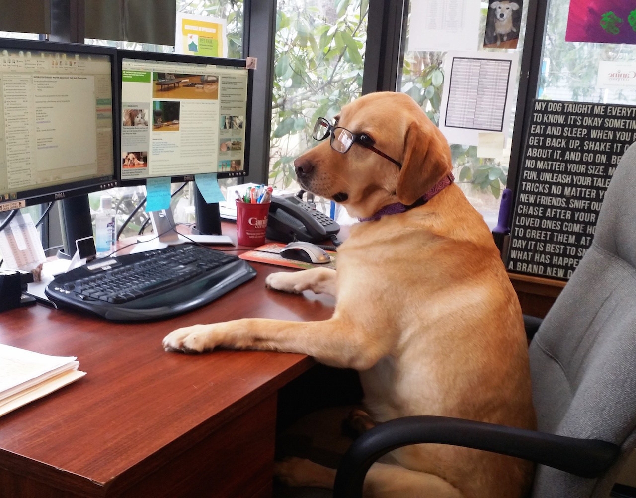 Dos and Don’ts for Taking your Dog to Work Event